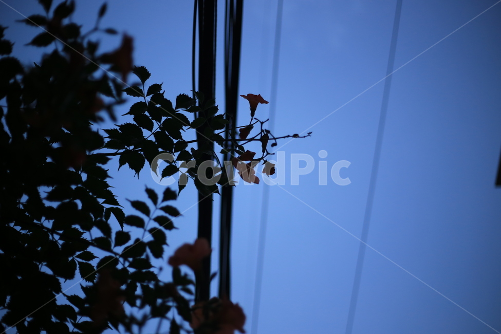 꽃,하늘,능소화,식물,실루엣,식물,자연,plants,nature,실루엣,그림자,silhouette,shadow
