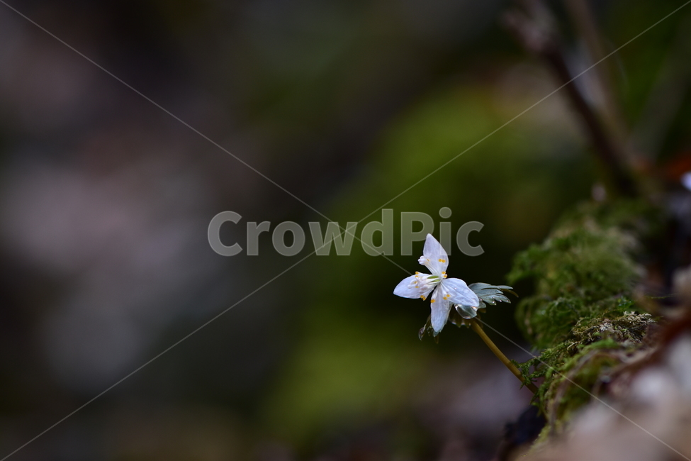 너도바람꽃,야생화,봄,꽃,풀꽃,자연,식물,식생,감성,힐링,plants,nature,spring,season,flower,emotion,feeling,흰색,초본,너도바람꽃속