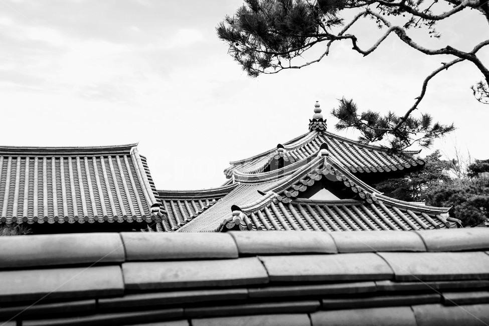 한옥,기와,지붕,소나무,전통,전통건축,흑백,흑백사진,한국전통,한국문화,korean traditional,korean culture,흑백,모노톤,monochrome,black and white,건축물,건물외관,exterior,building,structure,architecture,construction