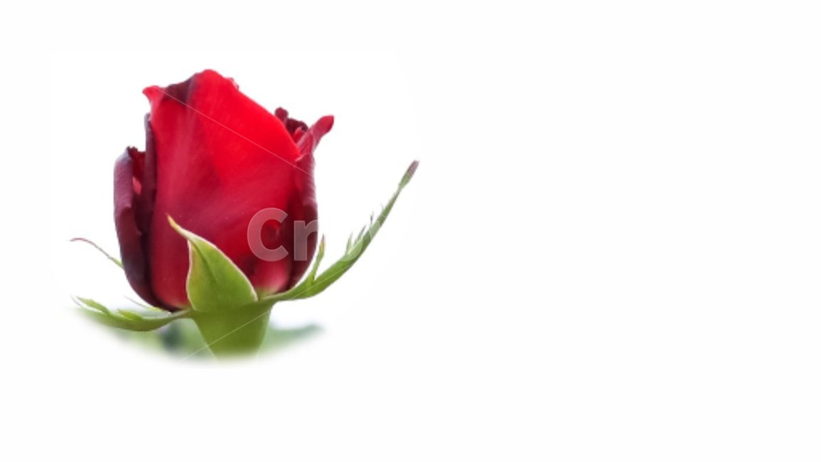 flower,blossom,장미,rose,식물,plant,꽃,자연,벡터,발렌타인,화이트데이,배경,백그라운드,빨간