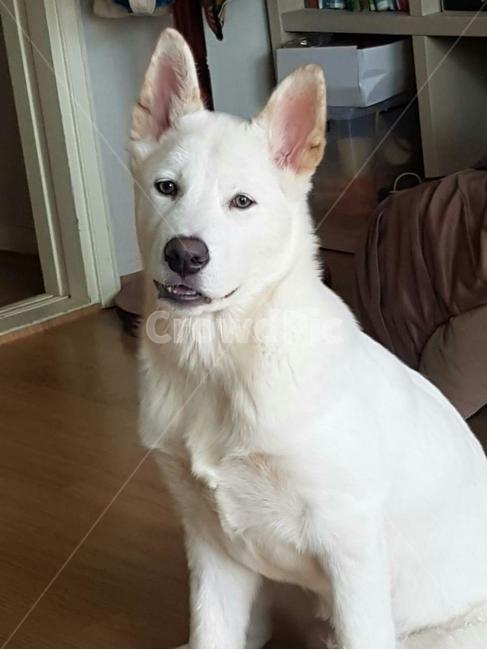 애완동물,풍산개,애완견,이쁜개,흰개,dog,pet,하얀강아지