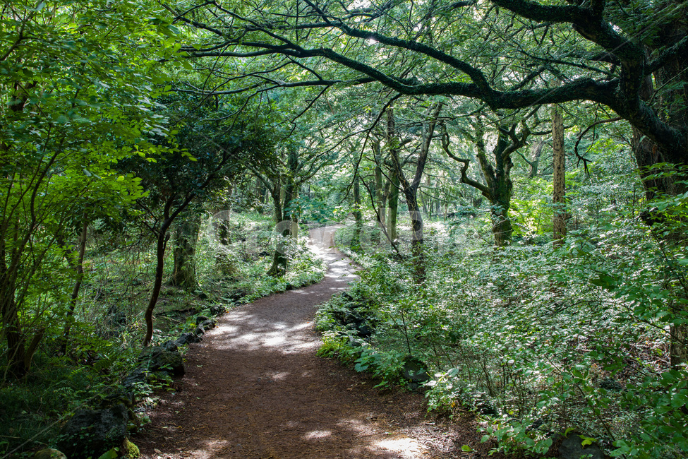 나무줄기,식물,나무,tree,숲,비자림,제주도,초록,산청,자연,풍경,nature,landscape,한국자연풍경,한국자연경관,korea nature landscape,garden,정원,outdoors,옥외,arbour,정자,path,통로