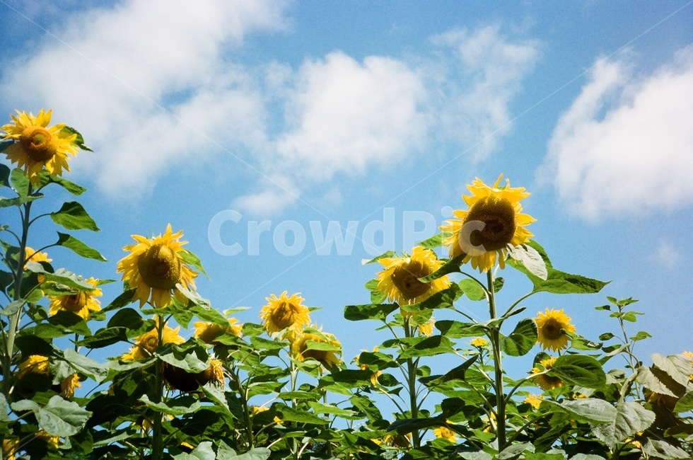 해바라기,꽃,필름카메라,자연,flower,sunflower,nature,filmcamera,날씨,감성,하늘,줄기,잎,식물,식물,자연,plants,nature,꽃,flower