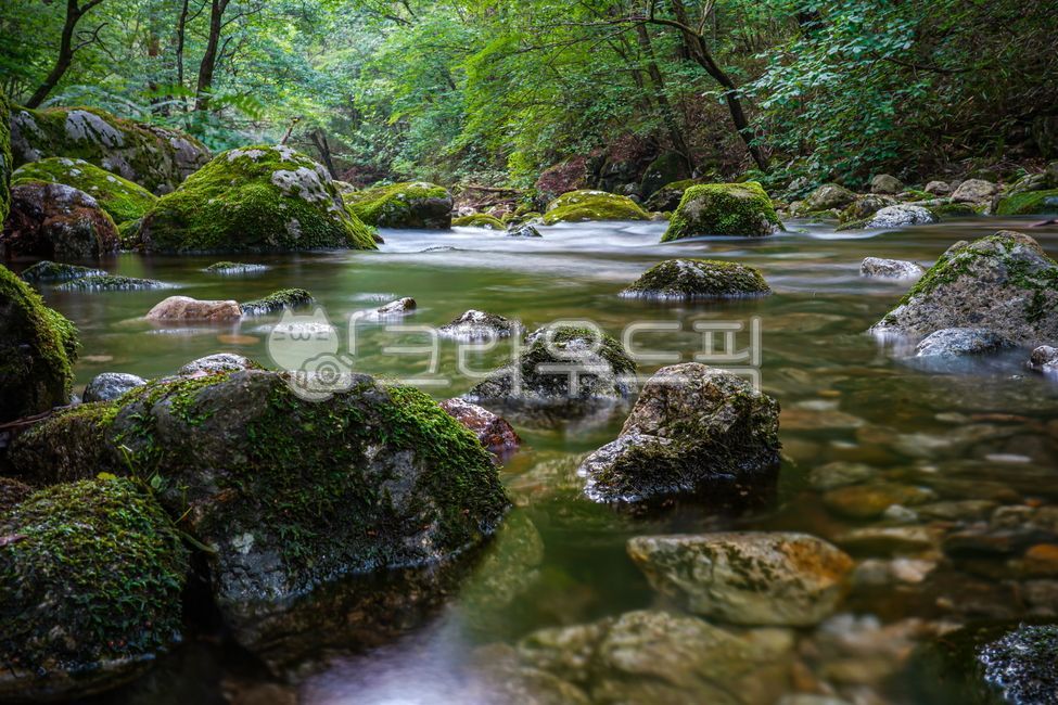 계곡,구룡사계곡,치악산계곡,plant,식물,moss,이끼,nature,자연,water,물,outdoors,옥외,creek,작은만