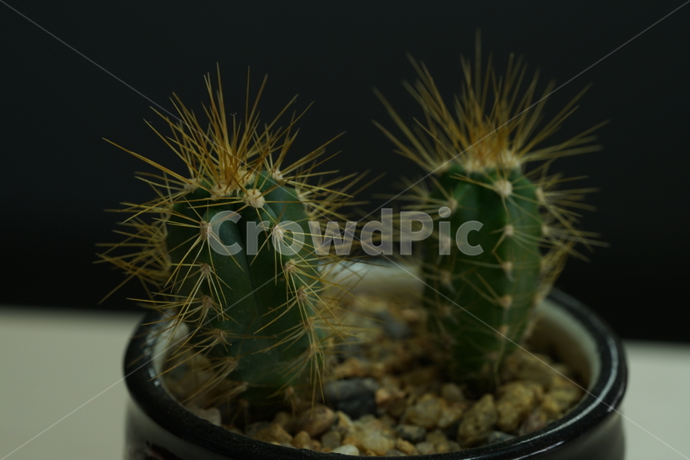 선인장,가시,식물,접사,생명,화분,생물,식물,자연,plants,nature,실내용화초,화분,화초,house plant
