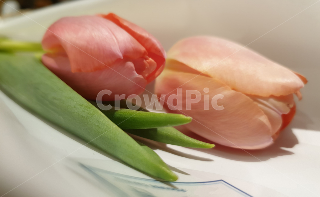꽃,튤립,연분홍,꽃송이,꽃봉우리,흰바탕,꽃,flower