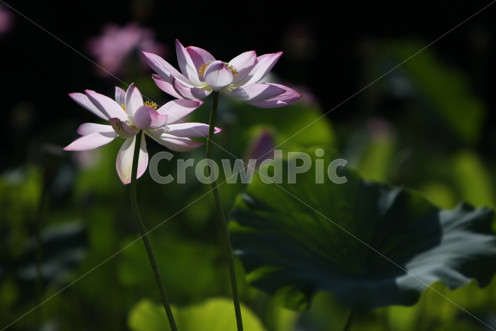 하동,진교,백련지,연꽃,꽃잎,꽃,자연,식물,자연,plants,nature,꽃,flower