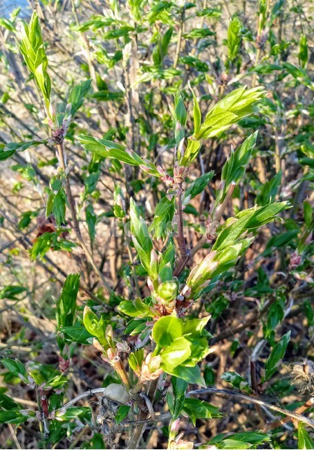 나무,식물,꽃,봄꽃,나무줄기,나무가지,봄,plant,tree,treetrunk,화살나무