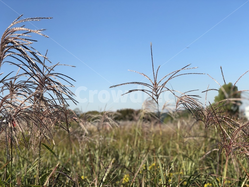 억새풀,갈대밭,가을하늘,억새공원,reed,fall