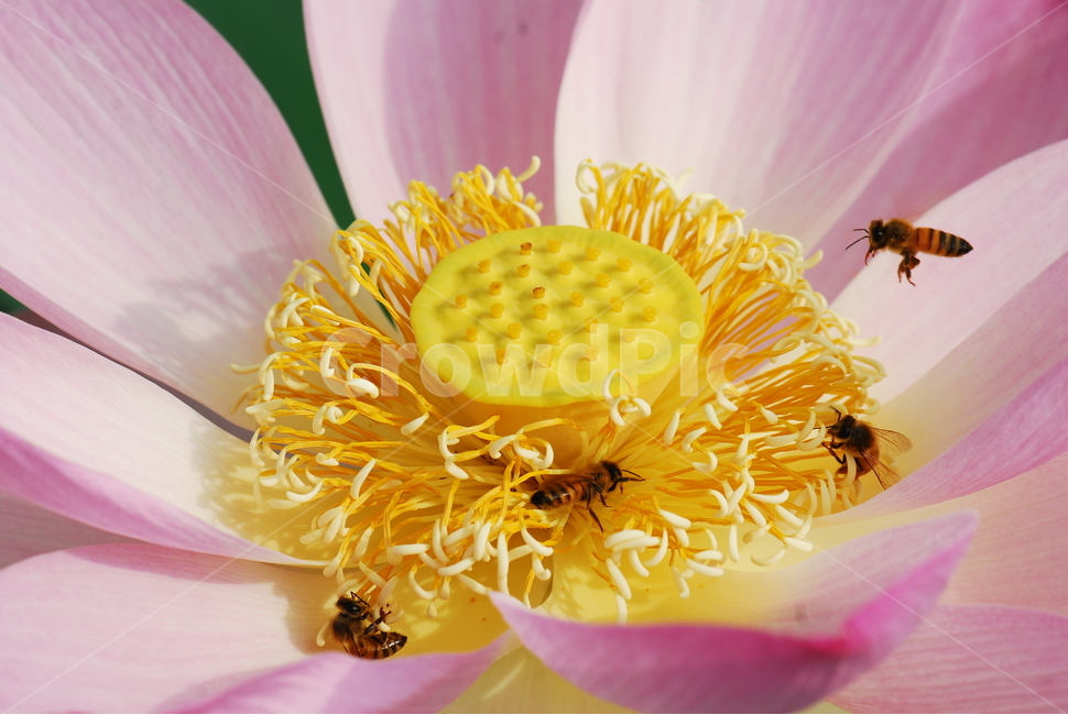 꽃,연꽃,관곡지,불교,여름,식물,자연,plants,nature,꽃,flower,동물,animal,곤충,벌레,insect,bug