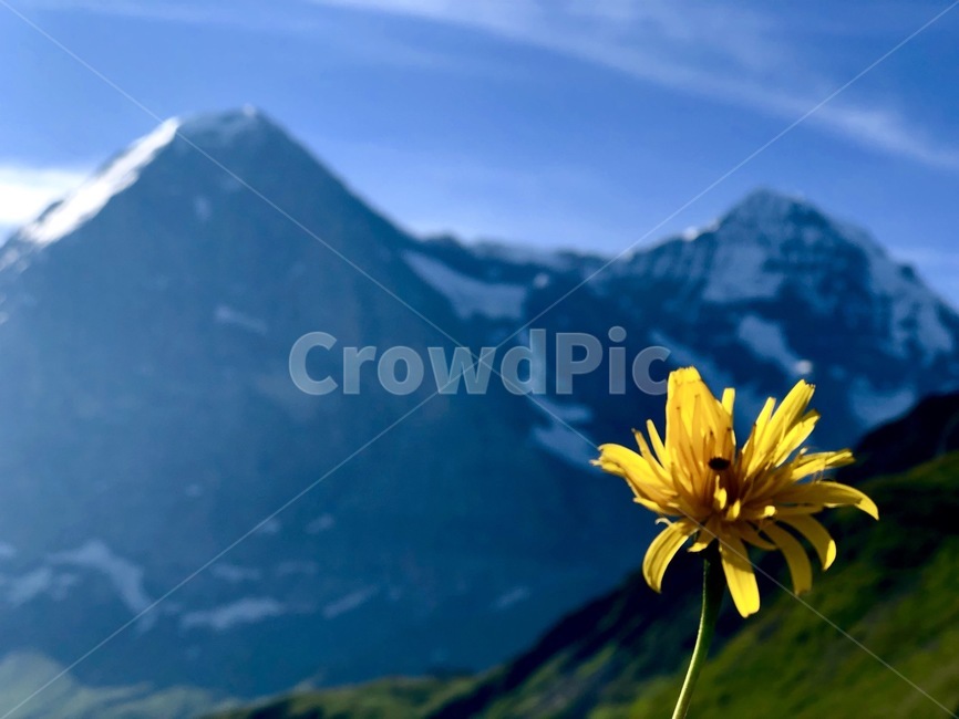 flower,꽃,mountain,산,nature,자연,alps,알프스,식물,자연,plants,nature,꽃,flower