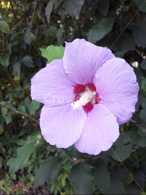 꽃,무궁화,분홍,자연,홍단심,우리나라대표꽃,flower,식물,자연,plants,nature,꽃,flower