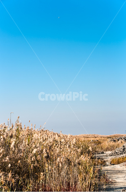 우움도,갈대,구름,하늘,감성,습지,풍경,가을,계절,fall,autumn,season,자연,풍경,nature,landscape
