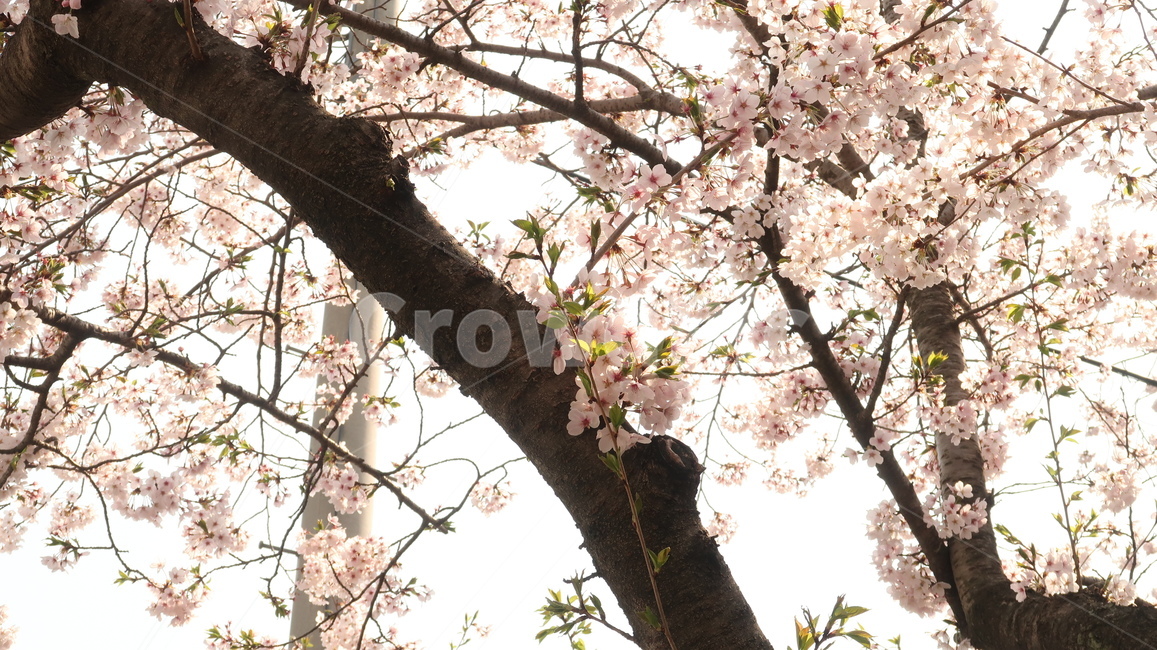 나무,벚꽃,벚꽃나무,꽃,꽃나무,자연,봄,계절,spring,season,plant,식물