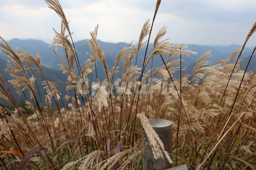 grass,plant,식물,lawn,잔디,가을억새,민둥산,가을,억새,가을,계절,fall,autumn,season,자연,풍경,nature,landscape,식물,plants