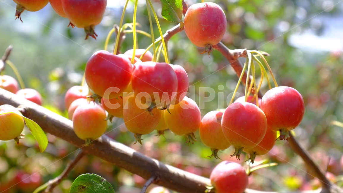 꽃사과,미니사과,miniapple,fruit,과일,식물,사과나무,과일,열매,fruit
