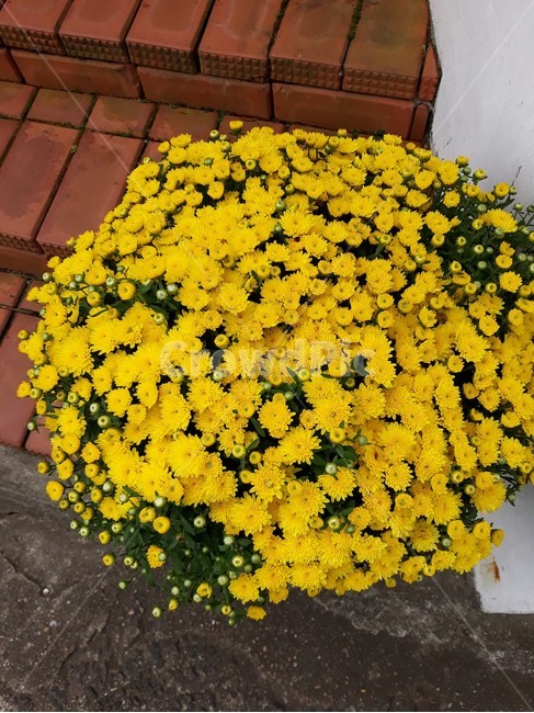 plant,식물,flower,꽃,blossom