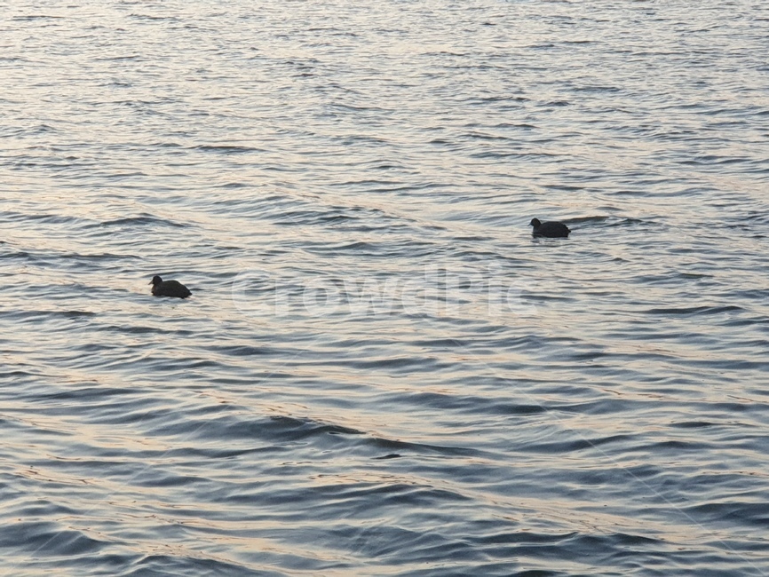 강,바다,물,오리,동물,river,water,duck,animal