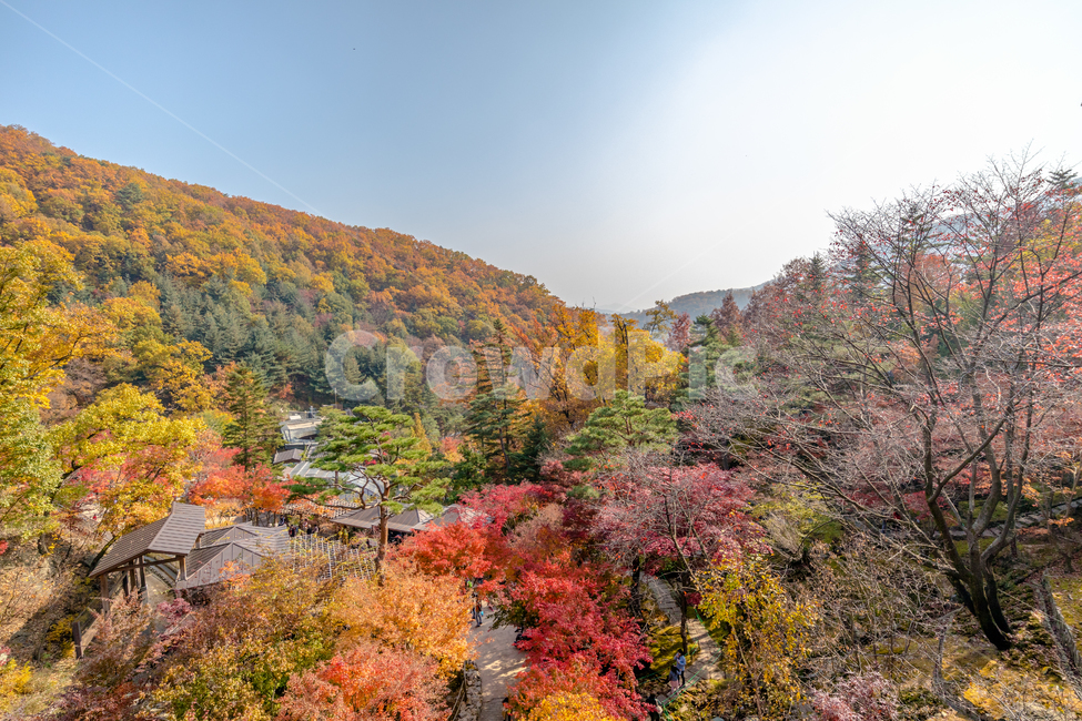 가을,단풍,나무,화담숲,풍경,가을,계절,fall,autumn,season,자연,풍경,nature,landscape,tree,plant,식물