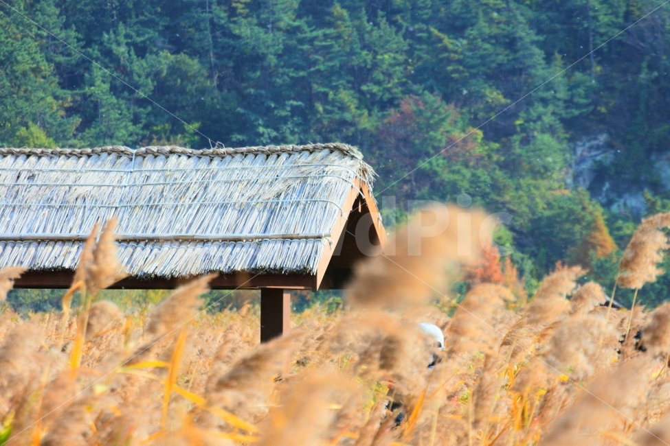 순천,갈대,갈대축제,풍경,자연,11월,가을,자연,풍경,nature,landscape,가을,계절,fall,autumn,season,한국전통,한국문화,korean traditional,korean culture,outdoors,옥외,building,건물