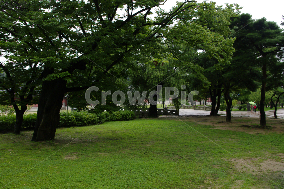 나무,식물,plant,자연,nature,자연,풍경,nature,landscape,grass,잔디,outdoors,옥외