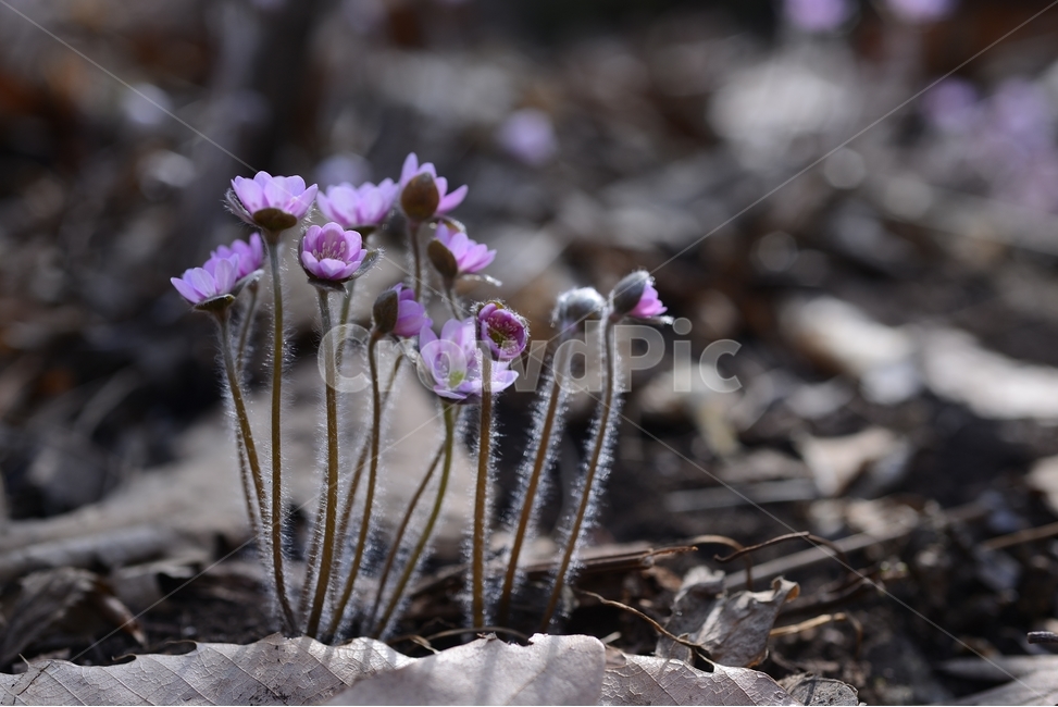 봄,꽃,봄꽃,노루귀,야생화,spring,flower,closeup,접사,근접촬영,봄,계절,spring,season,식물,자연,plants,nature,꽃,flower,plant,geranium,제라늄,blossom