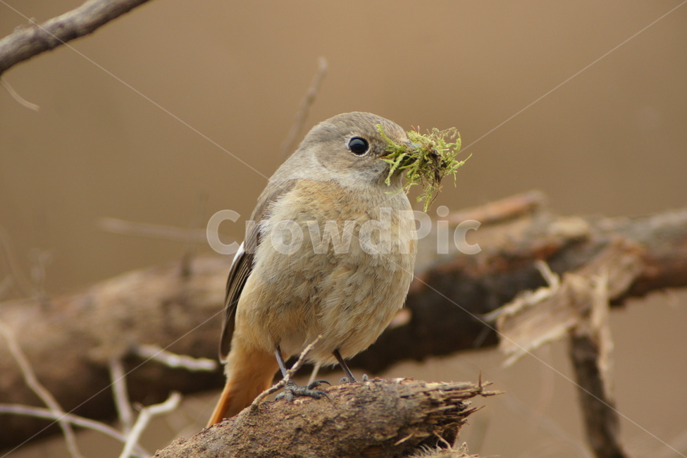 딱새,육추,둥지,조류,새,동물,animal,조류,새,birds