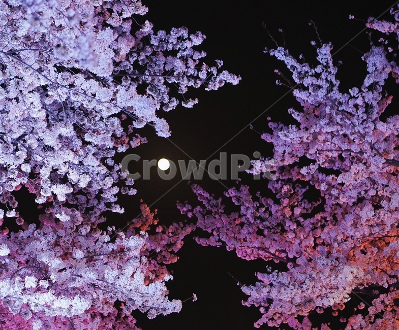cherryblossom,flower,springflower,벚꽃,벚꽃야경,야경,밤,풍경,nightscape,night,landscape,식물,자연,plants,nature,꽃,flower