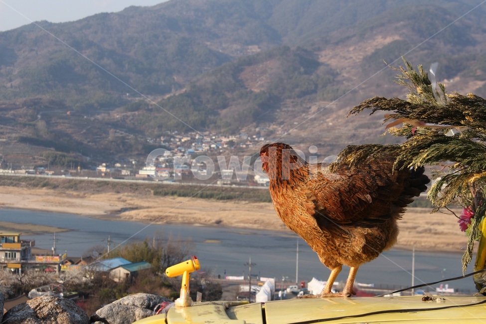 닭,동물,풍경,섬진강,매화축제,강,자연,동물,animal,조류,새,birds