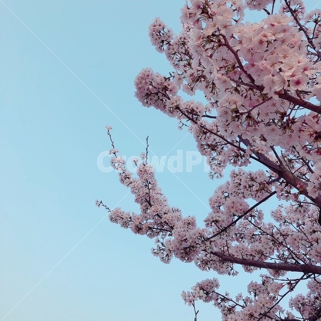 봄,꽃,봄풍경,벚꽃,벚꽃사진,풍경사진,하늘,감성사진,봄,계절,spring,season,식물,자연,plants,nature,꽃,flower,plant,blossom