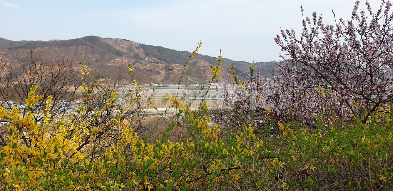 봄,풍경,개나리,4월,벚꽃,자연,풍경,nature,landscape