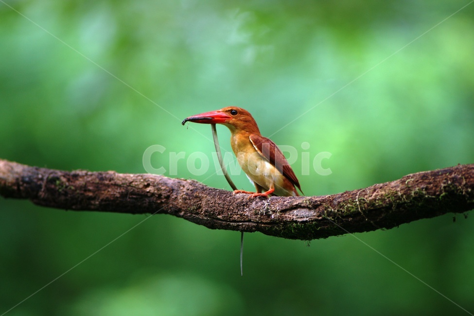 호반새,조류,사냥,철새,육추,동물,animal,조류,새,birds