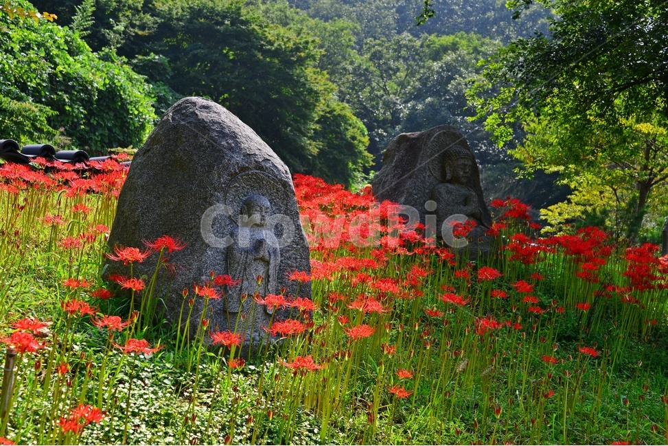 nature,자연,outdoors,옥외,plant,식물,함평,용천사,사찰,절,불교,상사화,꽃무릇,꽃무릇축제,불상,석상
