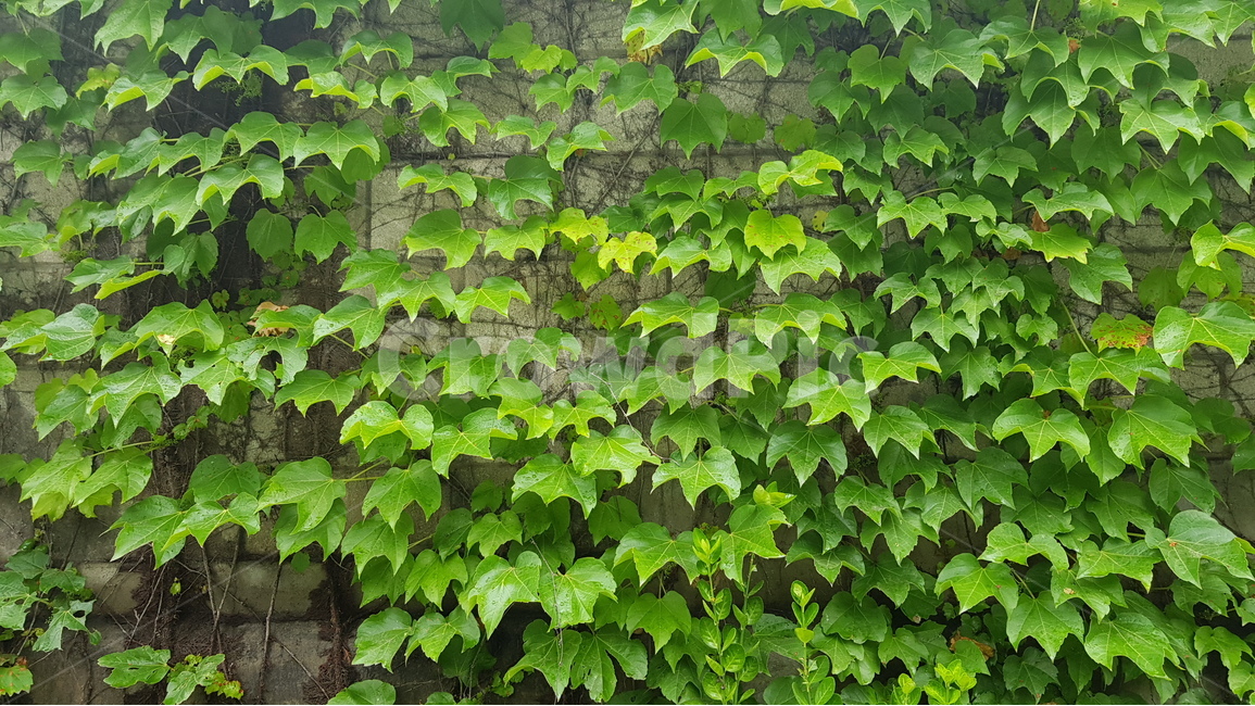 담쟁이,넝쿨,식물,벽,담벼락,덩굴,식물,자연,plants,nature