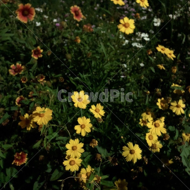 plant,식물,꽃,flowers,자연,풍경,노란색,노란꽃,식물,자연,plants,nature,꽃,flower