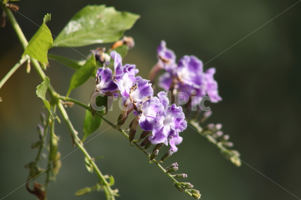 꽃,식물,온실,보라,flower,식물,자연,plants,nature,꽃,flower