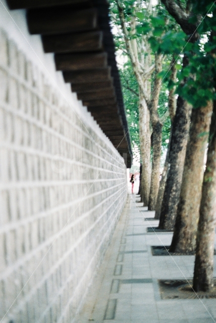 여자,궁궐,나무,감성,담벼락,한국전통,한국문화,korean traditional,korean culture