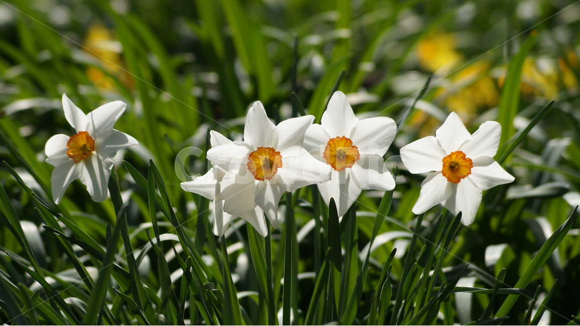 꽃,봄꽃,자연,풍경,수선화,봄,계절,spring,season,식물,자연,plants,nature,꽃,flower,plant