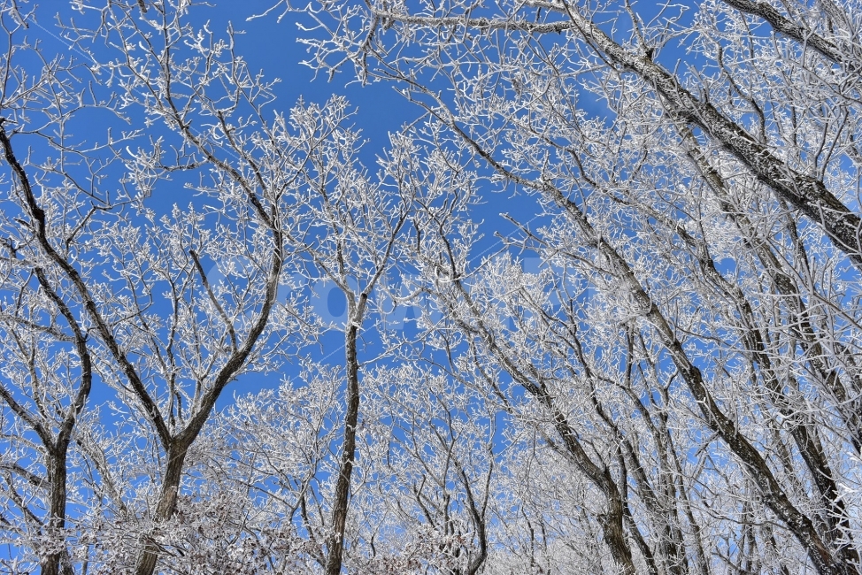 소백산,눈꽃풍경,상고대,겨울풍경,국립공원,겨울동화,눈풍경,파란하늘,100대명산,겨울명산,설경,서리꽃,영동,snow,landscape,자연,풍경,nature,landscape,겨울,계절,winter,season,tree,나무,plant,식물,outdoors,옥외