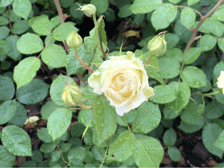 장미,꽃,장미꽃,식물,아웃포커싱,풍경,풍경사진,봄,계절,spring,season,식물,자연,plants,nature,꽃,flower,blossom,rose,plant