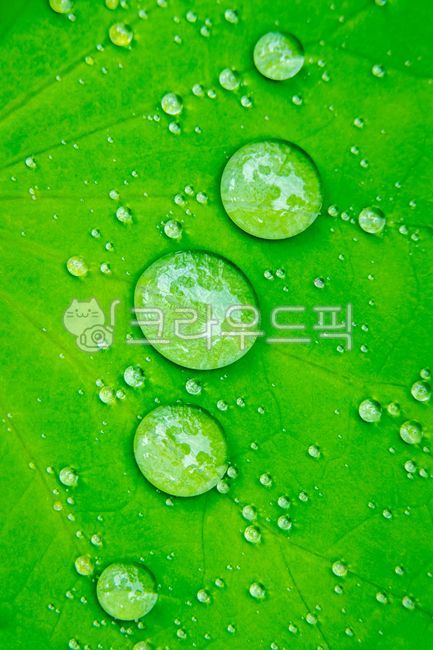 dewdrop,clean water,green leaves,droplet,purity,crystal,pure,dewy,summer,ecology,leaves,nature protection,affix,Songgle songgle,bead shape,Round,Sort,clear water,green,top view,morning dew,leaf,water,water drop,side by side,environment,lotus leaf,round,cl