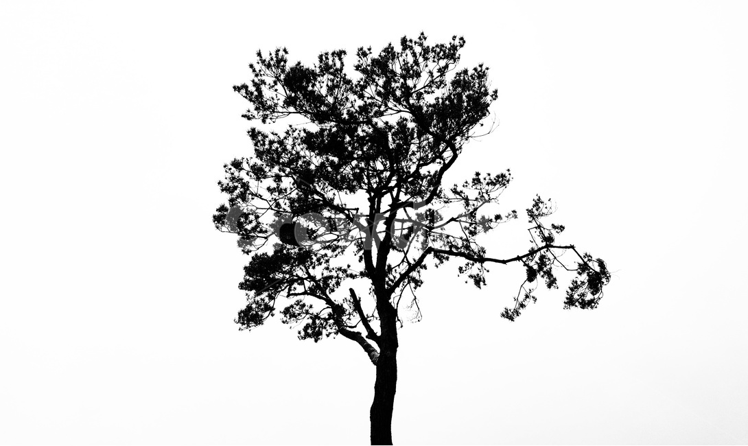 나무,세월,흑백,자연,식물,산,식물,자연,plants,nature,나무,trees,wood,실루엣,그림자,silhouette,shadow,누끼,remove background