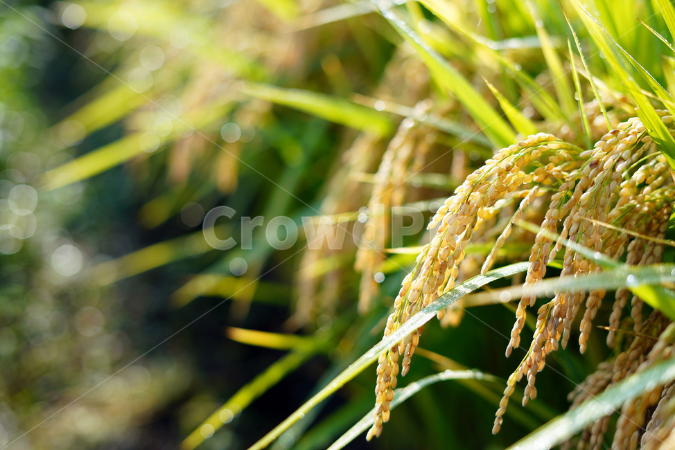 벼,벼농사,논,쌀,벼재배,곡식,농업,농사,agriculture,farming,farming industry