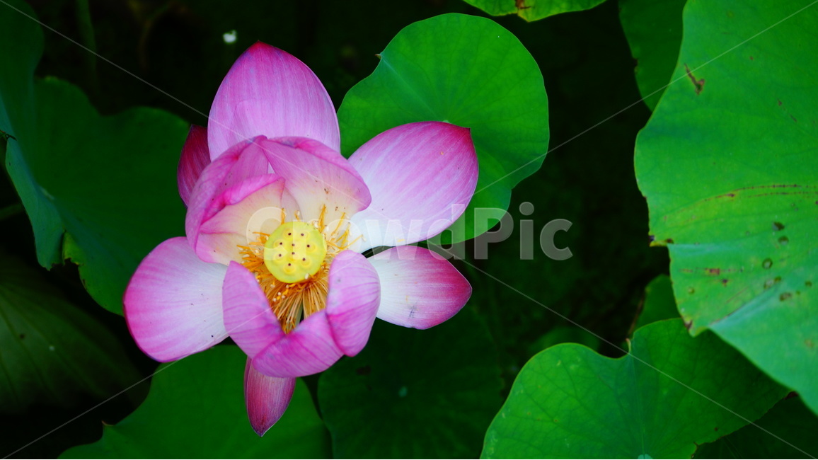 연꽃,꽃,꽃사진,식물,자연,식물,자연,plants,nature,꽃,flower