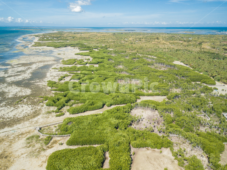 반타얀,자연,휴양,바다,오션뷰,섬,드론뷰,세부,휴가,여름,휴양지,bantayan,nature,vacation,sea,ocean,oceanview,island,drone,droneview,cebu,summer,맹그로브나무,맹그로브숲,mangrovetree,mangroveforest,자연,풍경,nature,landscape,해외,외국,세계,foreign,oversea,world,세계자연풍경,해외자연풍경,외국자연풍경,world nature landscape,경치,outdoors,옥외,scenery,land,땅,vegetation,초목,plant,식물,rainforest,열대 우림,tree,나무,aerial view,조감도