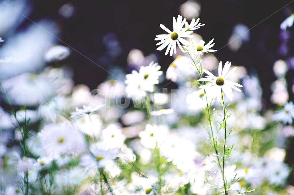 september,가을,들꽃,꽃,구절초,식물,자연,plants,nature,꽃,flower