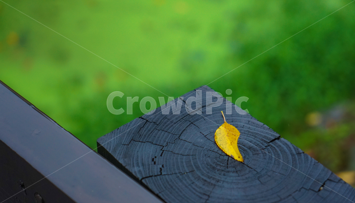 단풍,잎,잎파리,잎새,가을,비,낙엽,가을,계절,fall,autumn,season,plant,식물,leaf