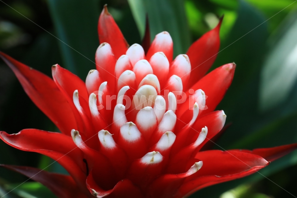 접사,꽃,열대,flower,꽃사진,식물,자연,plants,nature,꽃,flower