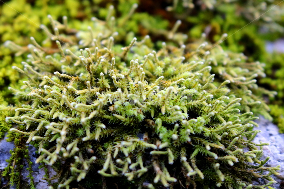 이끼,식물,자연,물가이끼,물이끼,매태,녹전,선태,태선,식물,자연,plants,nature