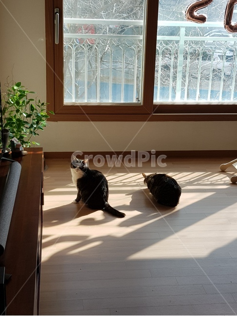 고양이,집,바닥,애완동물,두마리,햇빛